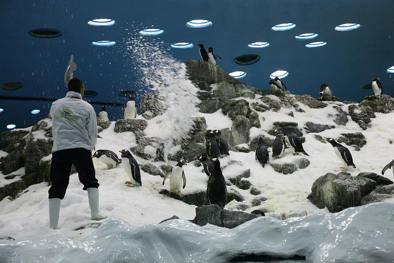 Pinguin - Co06.jpg